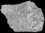 Wide Fossil Seed Fern Plate - Pennsylvania #65914-2